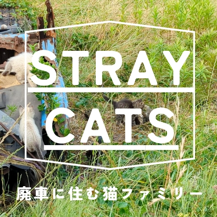 stray-cats_icon